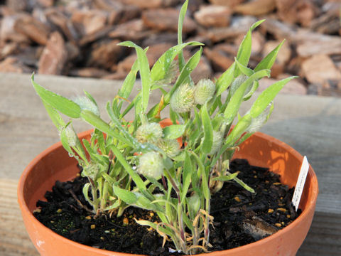 Lagurus ovatus cv. Bunny Tail