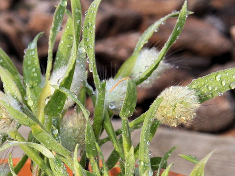 Lagurus ovatus cv. Bunny Tail