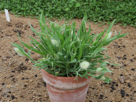 Lagurus ovatus cv. Bunny Tail