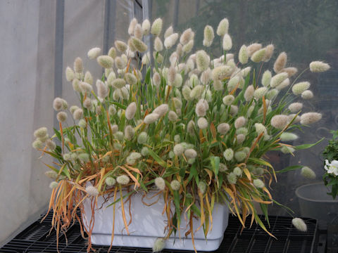 Lagurus ovatus cv. Bunny Tail