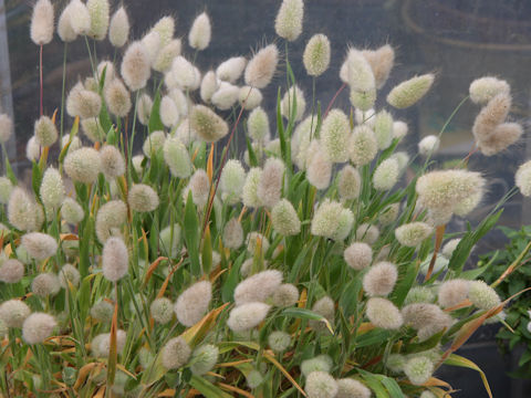 Lagurus ovatus cv. Bunny Tail