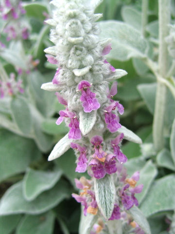 Stachys bysantina