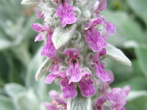 Stachys bysantina