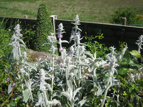 Stachys bysantina