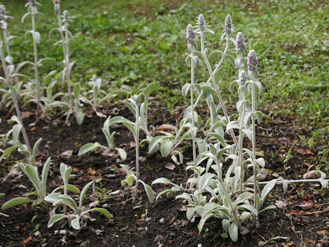 Stachys bysantina