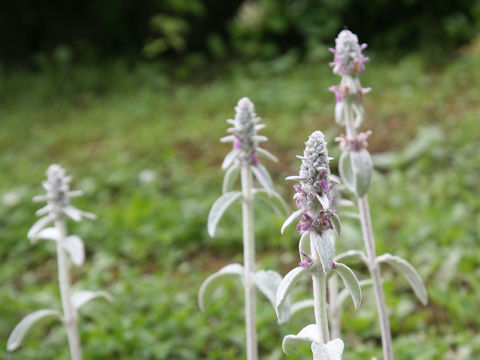 Stachys bysantina