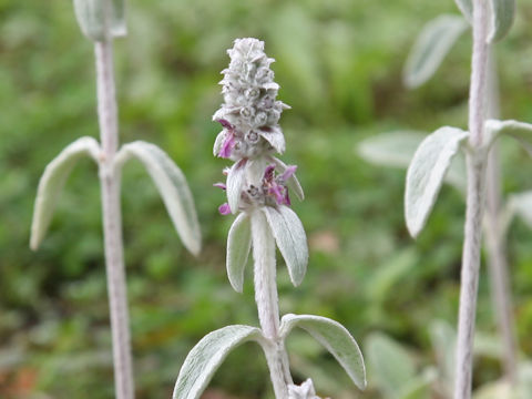 Stachys bysantina