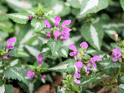 Lamium maculatum