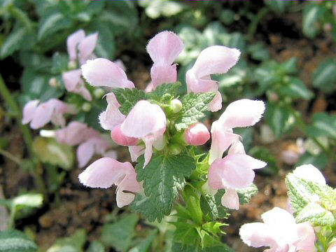 Lamium maculatum