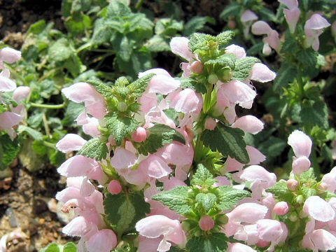 Lamium maculatum