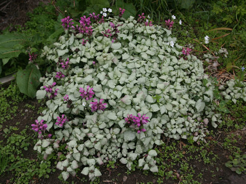 Lamium maculatum