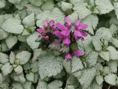 Lamium maculatum