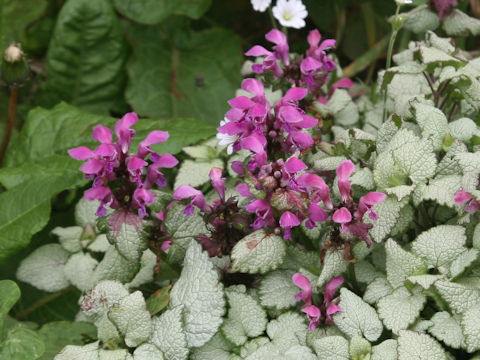 Lamium maculatum