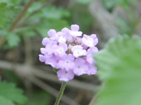 Lantana achyranthifolia