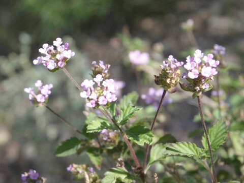 Lantana achyranthifolia