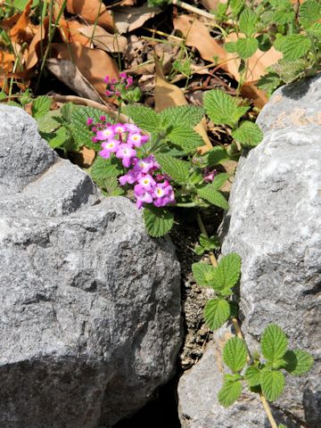 Lantana montevidensis