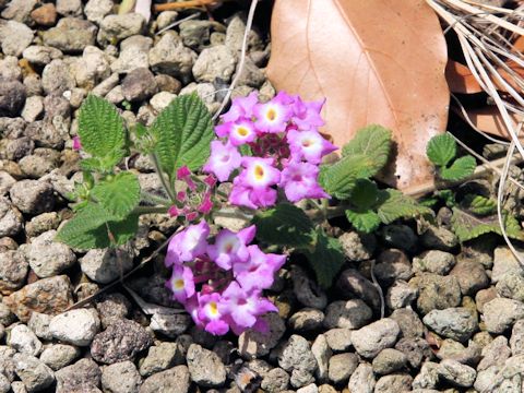 Lantana montevidensis