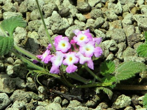 Lantana montevidensis