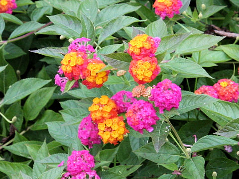 Lantana camara