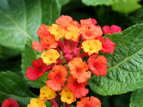 Lantana camara