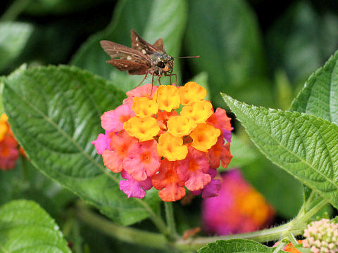 Lantana camara