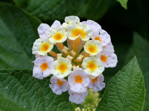 Lantana camara