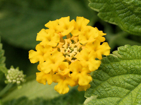 Lantana camara