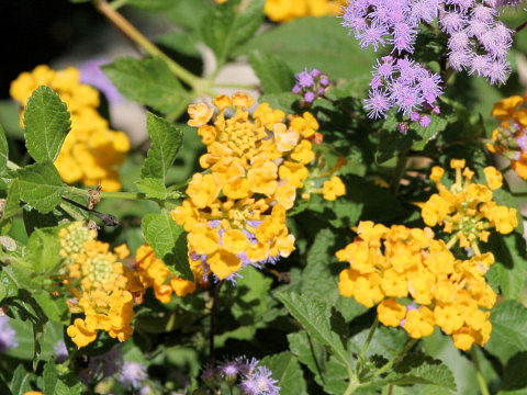 Lantana camara