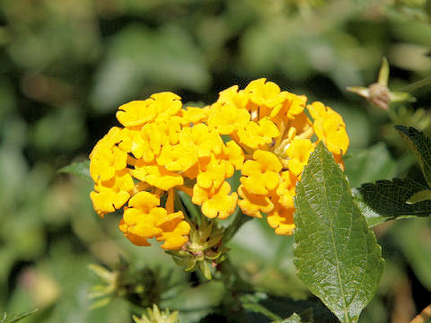 Lantana camara