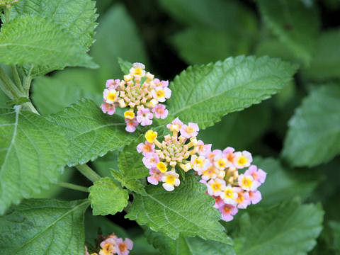 Lantana camara