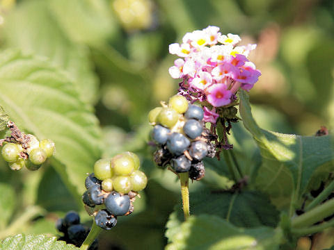 Lantana camara