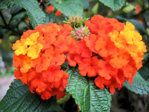 Lantana camara