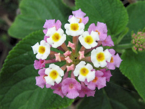 Lantana camara