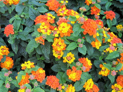 Lantana camara