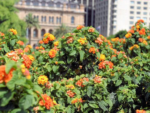 Lantana camara