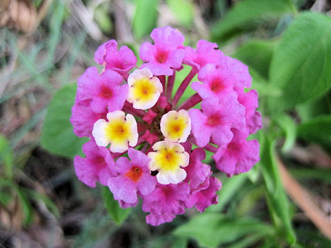 Lantana camara