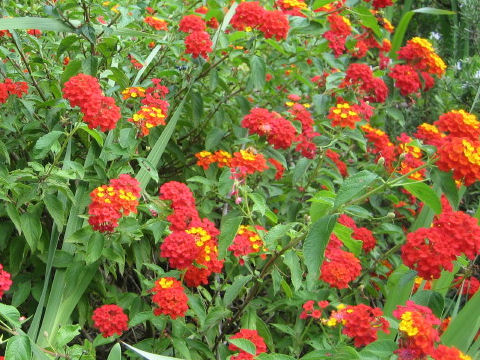 Lantana camara