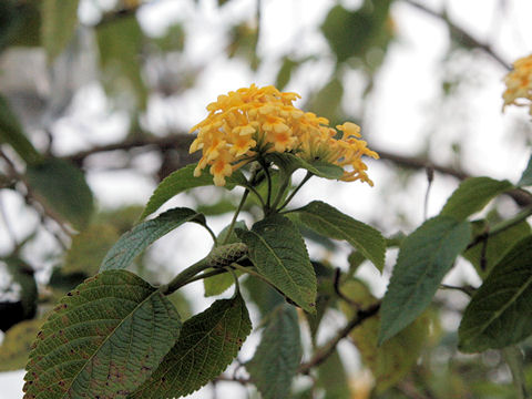 Lantana camara