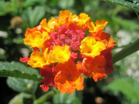 Lantana camara