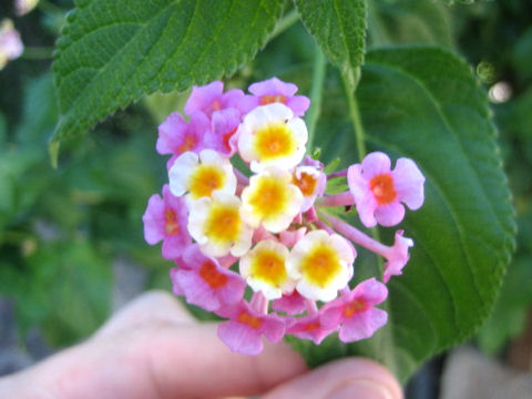 Lantana camara