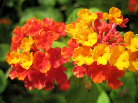 Lantana camara