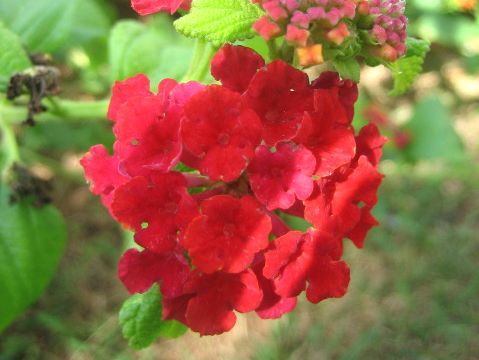 Lantana camara