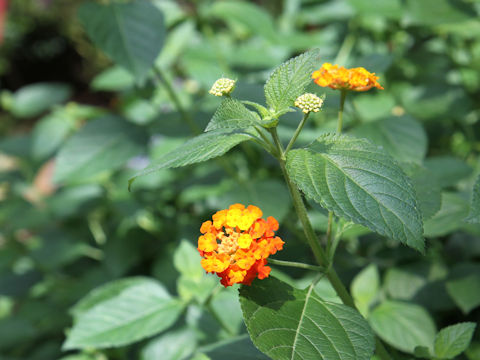 Lantana camara