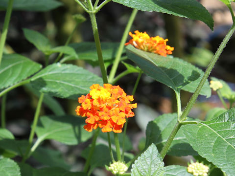 Lantana camara