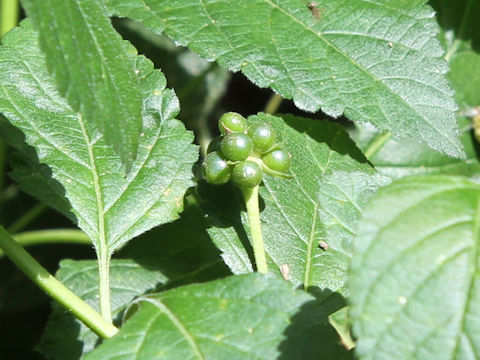 Lantana camara