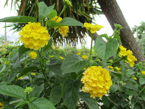 Lantana camara