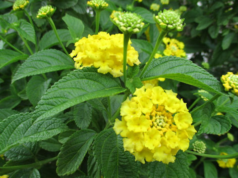 Lantana camara