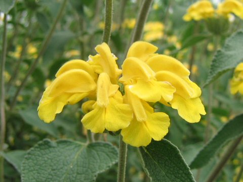 Phlomis russeliana