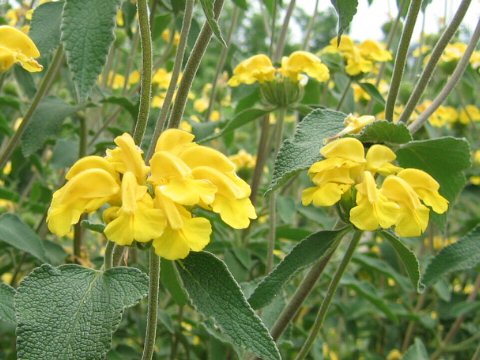 Phlomis russeliana