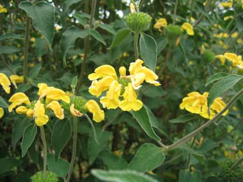 Phlomis russeliana